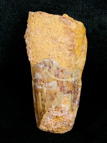 Bargain Spinosaurus Tooth - inches #4485